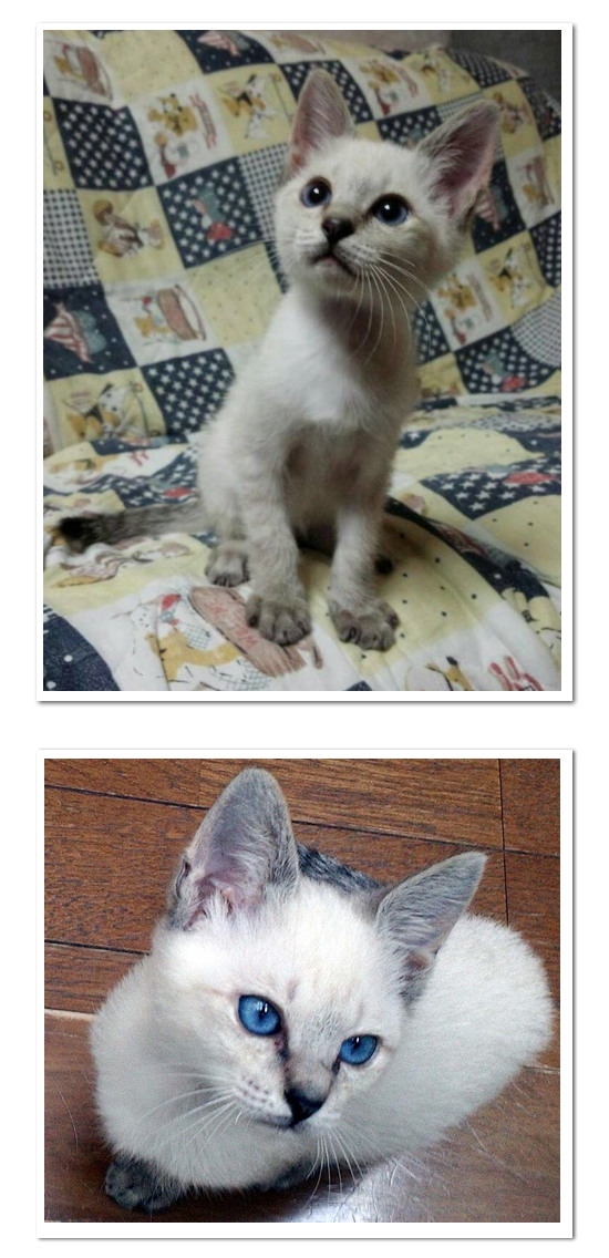 奇跡を見た(超美形子猫の里親さん募集)_a0389088_18033507.jpg