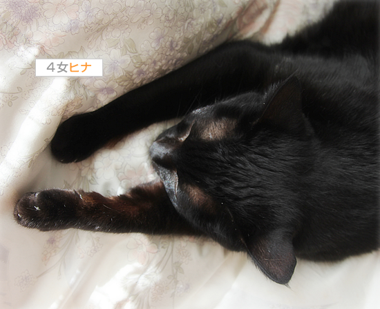 奇跡を見た(超美形子猫の里親さん募集)_a0389088_18033518.jpg