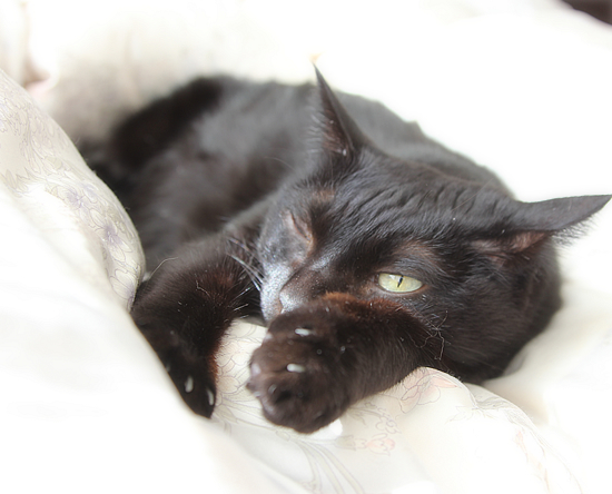 奇跡を見た(超美形子猫の里親さん募集)_a0389088_18033558.jpg