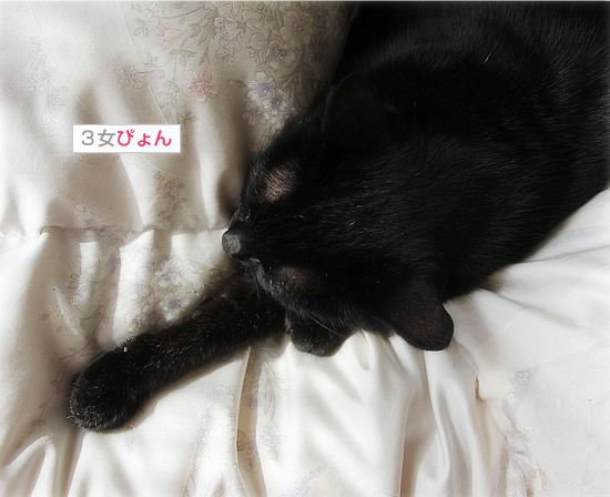 奇跡を見た(超美形子猫の里親さん募集)_a0389088_18033562.jpg