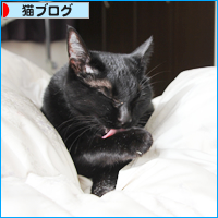 奇跡を見た(超美形子猫の里親さん募集)_a0389088_18033671.jpg