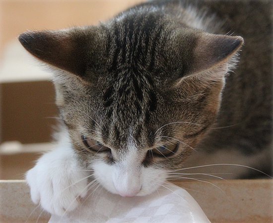 子猫のしかえし_a0389088_18034121.jpg