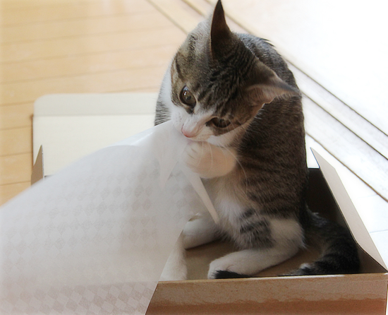 子猫のしかえし_a0389088_18034146.jpg