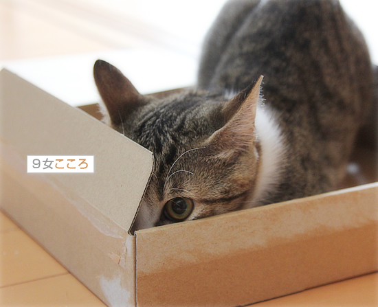 子猫のしかえし_a0389088_18034153.jpg