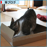子猫のしかえし_a0389088_18034270.jpg