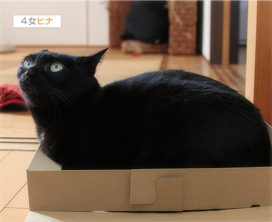 子猫のしかえし_a0389088_18034276.jpg