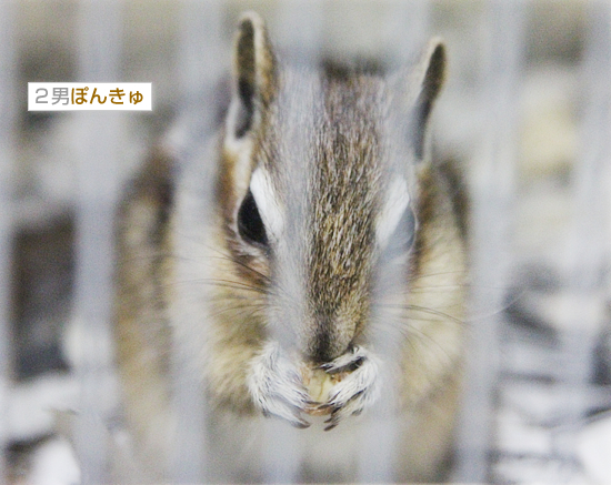 リスを見て、冬を感じる_a0389088_18041584.jpg