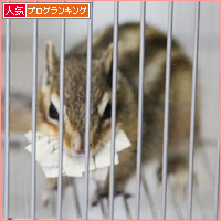リスを見て、冬を感じる_a0389088_18041585.jpg
