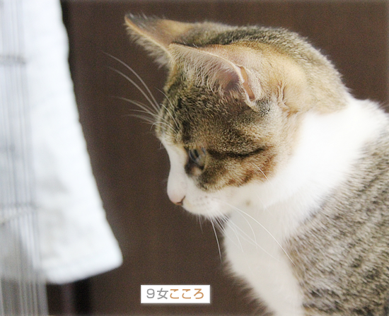 しましまんず_a0389088_18041911.jpg