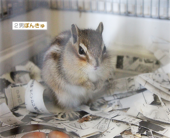 しましまんず_a0389088_18041948.jpg