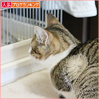 しましまんず_a0389088_18042059.jpg