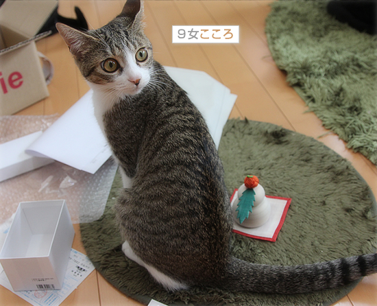 予想もしなかったお正月_a0389088_18044285.jpg