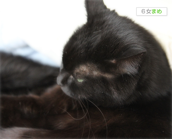 幻の猫だんご_a0389088_18044360.jpg