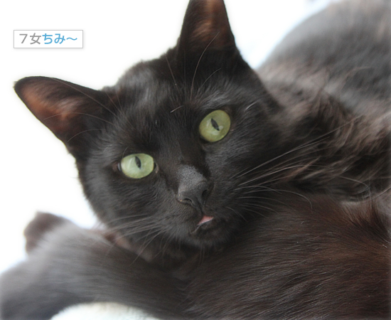 幻の猫だんご_a0389088_18044369.jpg
