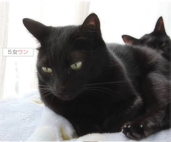 幻の猫だんご_a0389088_18044388.jpg