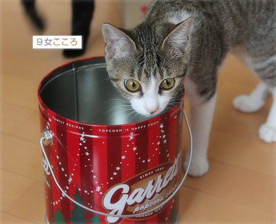 ついに、そんなものまで_a0389088_18044418.jpg