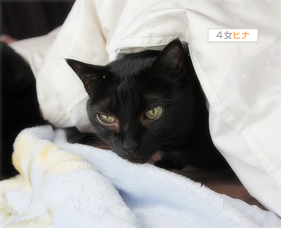 幻の猫だんご_a0389088_18044426.jpg