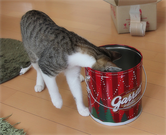 ついに、そんなものまで_a0389088_18044533.jpg