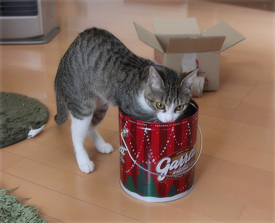 ついに、そんなものまで_a0389088_18044574.jpg