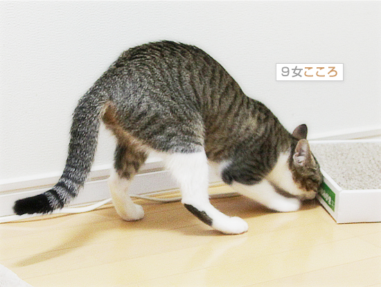 かくれんぼ_a0389088_18045044.jpg