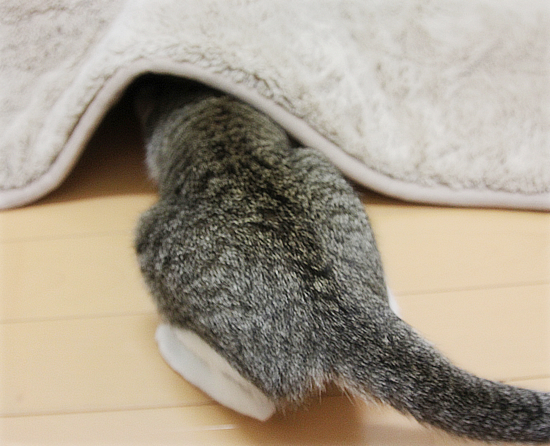 かくれんぼ_a0389088_18045111.jpg