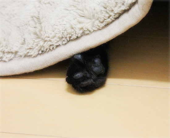 かくれんぼ_a0389088_18045113.jpg