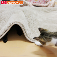 かくれんぼ_a0389088_18045175.jpg