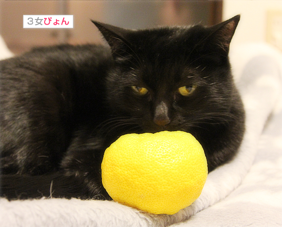 柚子と猫_a0389088_18045232.jpg