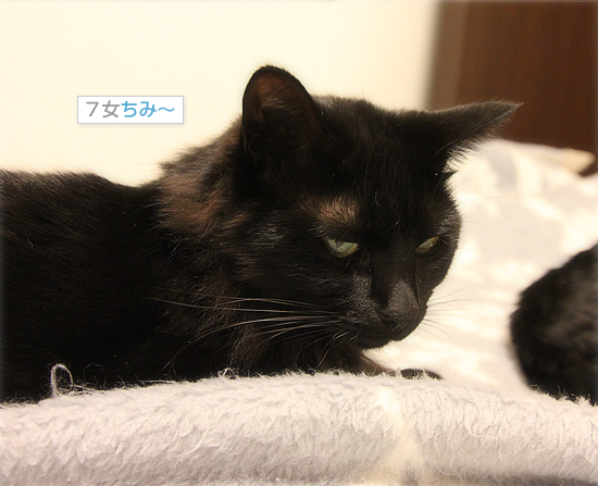 柚子と猫_a0389088_18045240.jpg