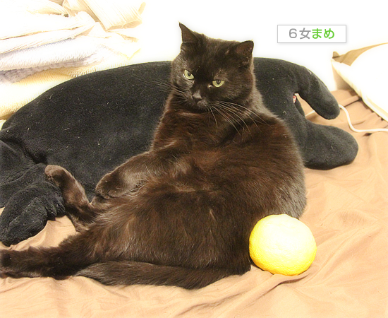 柚子と猫_a0389088_18045251.jpg