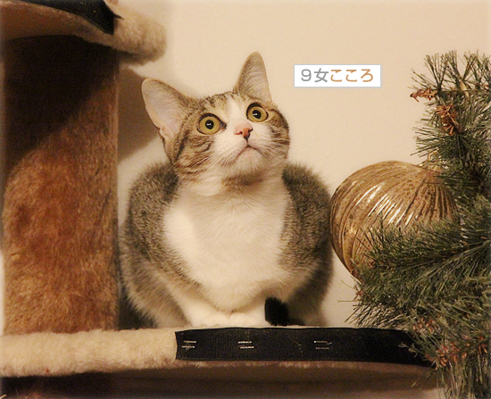 26日ですが、何か?_a0389088_18045522.jpg