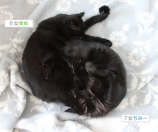 アブノーマル_a0389088_18045727.jpg