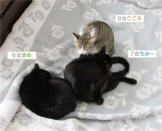 お姉ちゃんになったよ_a0389088_18050019.jpg