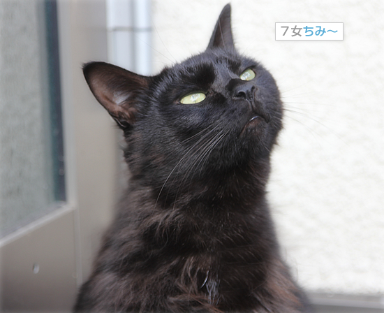 育ったポサ毛_a0389088_18050197.jpg