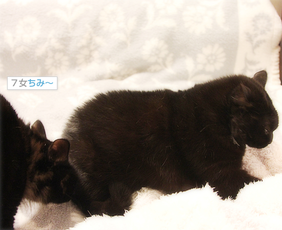 たまには子猫に戻って_a0389088_18053161.jpg
