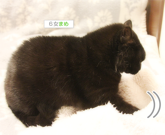 たまには子猫に戻って_a0389088_18053164.jpg