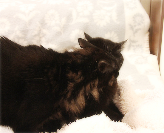 たまには子猫に戻って_a0389088_18053179.jpg