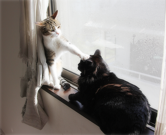 たまには子猫に戻って_a0389088_18053329.jpg