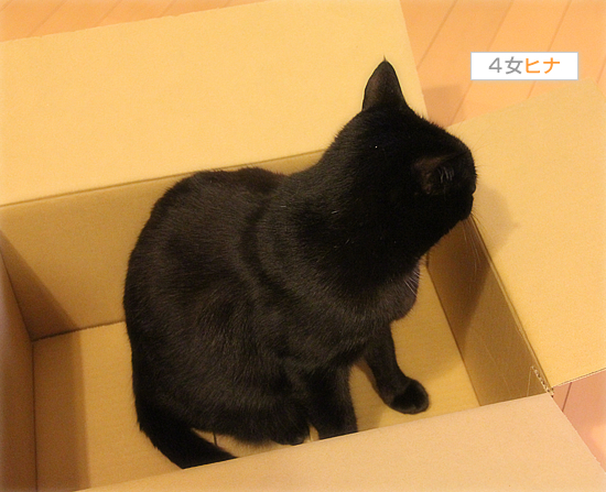 箱へのこだわり_a0389088_18053563.jpg