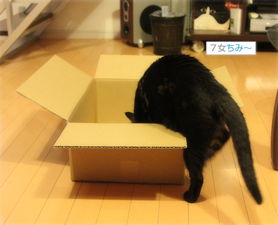箱へのこだわり_a0389088_18053574.jpg