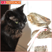ひだまり争奪戦_a0389088_18060080.jpg