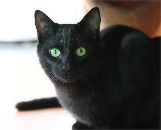 猫と生きるために、大切なことvol1_a0389088_18060372.jpg