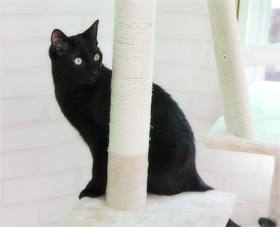 猫と生きるために、大切なことvol1_a0389088_18060407.jpg