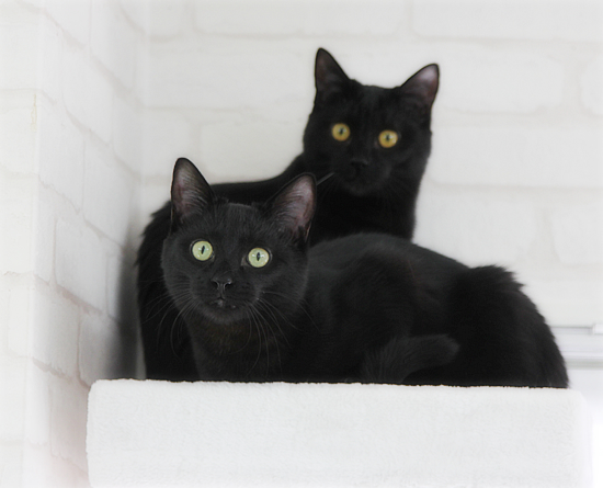 猫と生きるために、大切なことvol1_a0389088_18060408.jpg
