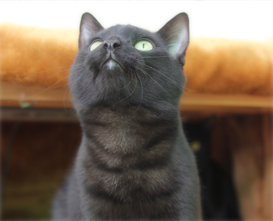 猫と生きるために、大切なことvol1_a0389088_18060414.jpg