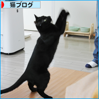 猫と生きるために、大切なことvol1_a0389088_18060435.jpg