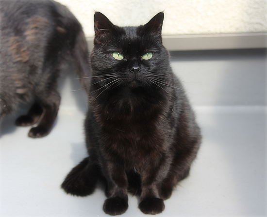 黒猫クイズ_a0389088_18061113.jpg