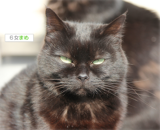 黒猫クイズ_a0389088_18061151.jpg