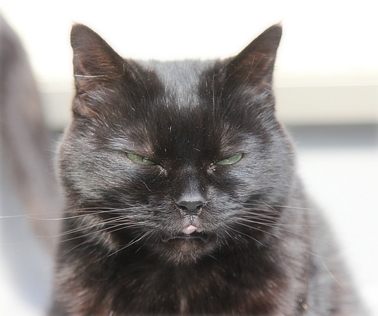 黒猫クイズ_a0389088_18061233.jpg