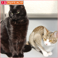 黒猫クイズ_a0389088_18061242.jpg